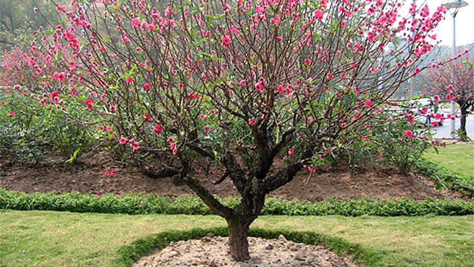 Dự báo thời tiết ngày và đêm 5-2-2019 trên địa bàn tỉnh Nam Định