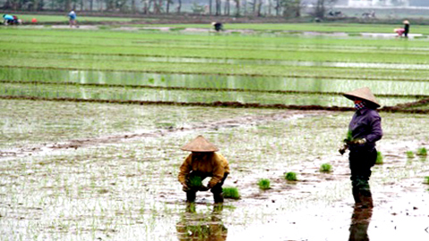Công điện của Sở Nông nghiệp và Phát triển nông thôn về tập trung chỉ đạo sản xuất vụ xuân