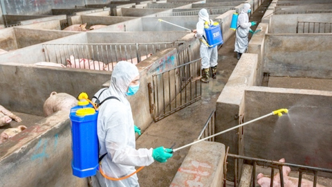 Chủ động ngăn chặn nguy cơ xâm nhiễm bệnh dịch tả lợn châu Phi