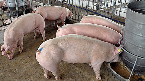 Cách chọn giống lợn tốt
