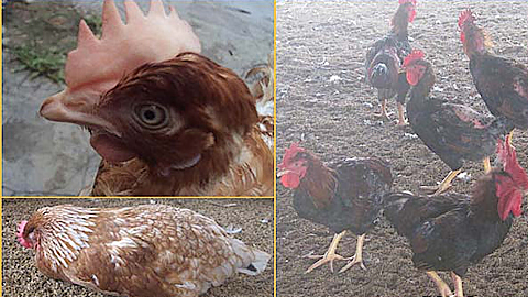 Bệnh ký sinh trùng đường máu ở gà