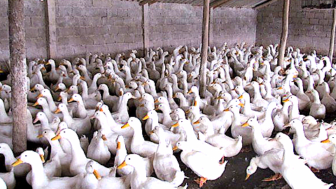 Phòng trừ dich tả ở ngan vịt