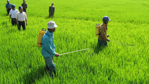 Tập trung phun trừ rầy lứa 1 và bệnh đạo ôn lá hại lúa xuân 2019