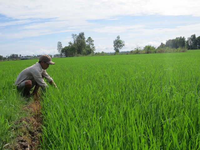Biện pháp hạn chế cỏ dại trên ruộng vụ hè thu