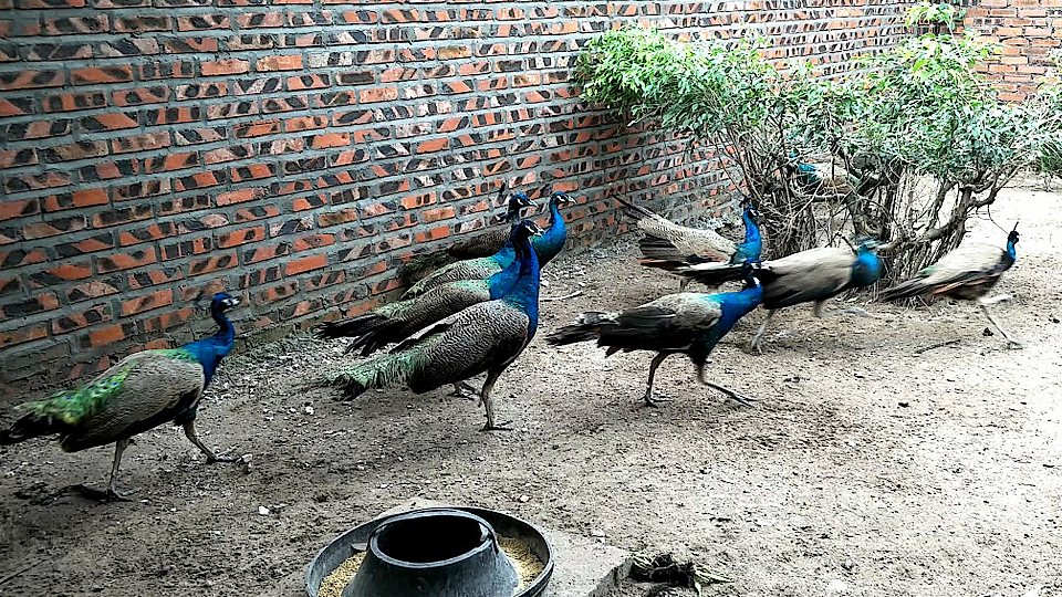 Làm giàu từ nuôi chim công