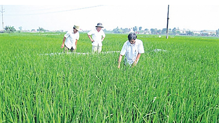 Tập trung rút nước lộ ruộng chăm sóc, bảo vệ lúa xuân