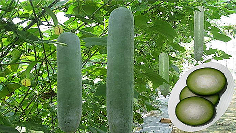 Cách trồng cây bí đao sai quả