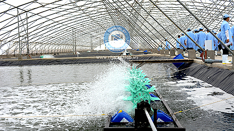 Kỹ thuật nuôi tôm trong nhà màng