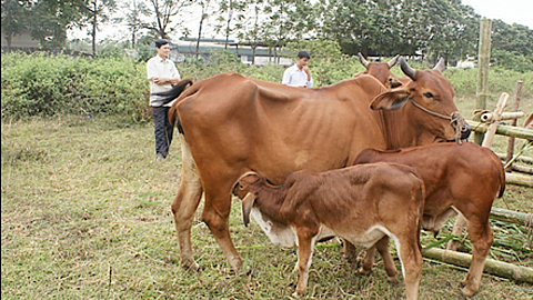Kỹ thuật chăn nuôi bê sau cai sữa và bò hậu bị