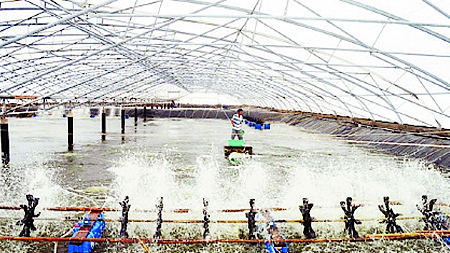 Kiên Giang: Phát triển ngành tôm theo chuỗi giá trị