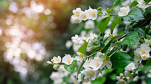 Hương hoa mùa hạ