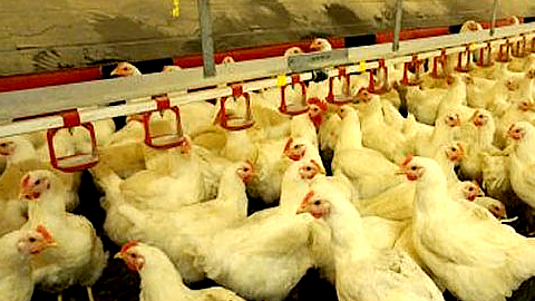 Đường ruột khỏe mạnh giúp gia cầm đạt hiệu suất tối ưu