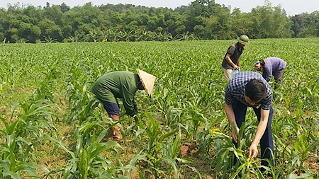 Hướng dẫn kỹ thuật phòng, chống sâu keo mùa thu