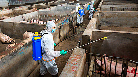 Tỉnh ta có 14 xã, phường, thị trấn đã qua 7 ngày không phát sinh bệnh dịch tả lợn châu Phi