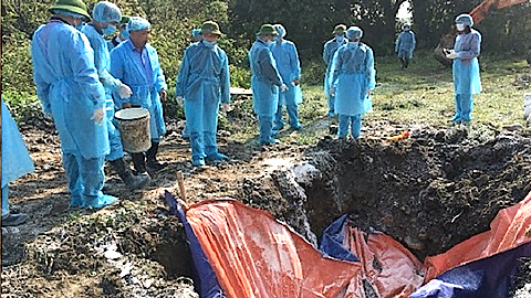 Quy trình, kỹ thuật tiêu hủy lợn mắc bệnh dịch tả lợn Châu Phi