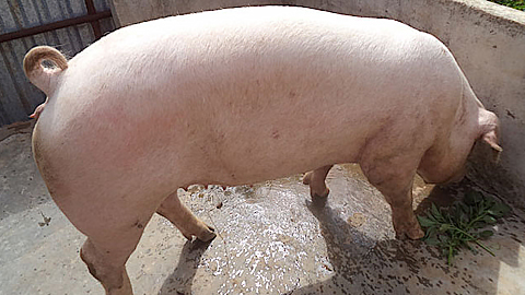 Cách chọn heo nái làm giống