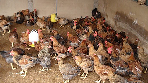 Những lưu ý khi chăn nuôi gà mùa nóng (kỳ 2)