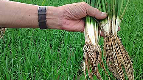 Một số kinh nghiệm phòng trừ tuyến trùng hại rễ trên cây lúa