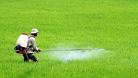 Lưu ý khi phun thuốc bảo vệ thực vật