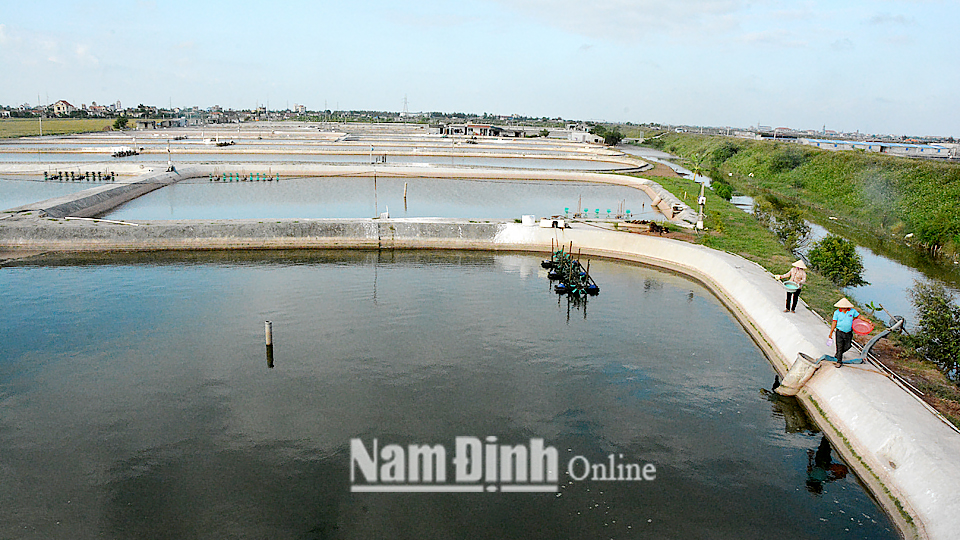 Phối hợp lo sinh kế cho người chăn nuôi lợn