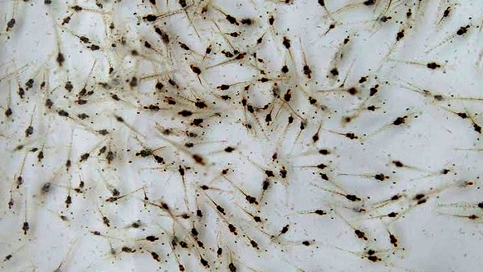 Kinh nghiệm chọn tôm giống