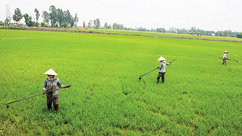 Chủ động phòng, chống úng bảo vệ lúa mùa và cây màu hè thu