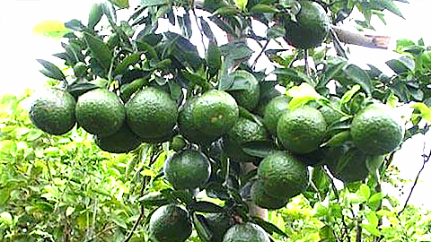 Phòng, trừ con ngài chích hút quả cam