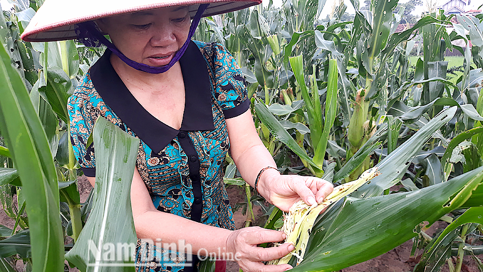 Khẩn trương thực hiện các biện pháp phòng trừ sâu keo mùa thu hại ngô, lúa mùa