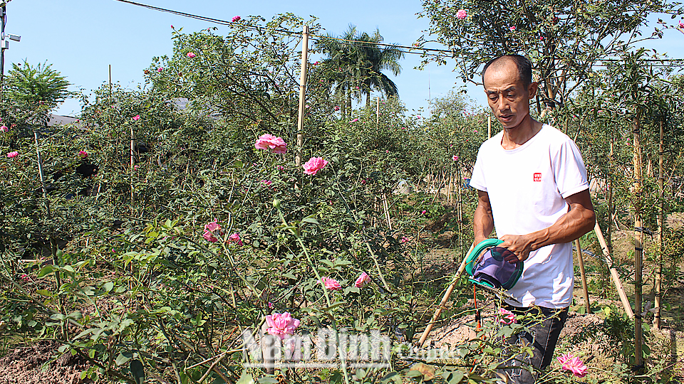 Cây hoa hồng trên đất Điền Xá