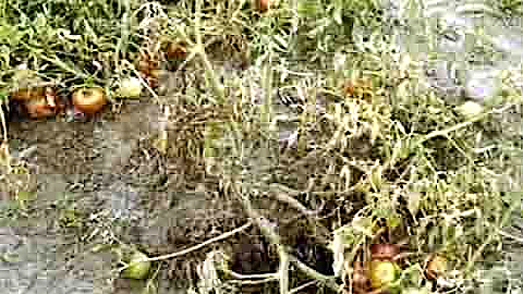 Bệnh héo vàng trên cây cà chua