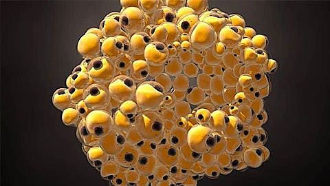 Các nhà khoa học "biến" thành công tế bào ung thư vú thành… chất béo