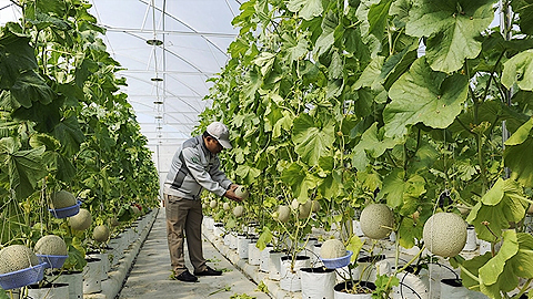 Bắc Ninh: Cải thiện cơ cấu sản xuất nông nghiệp