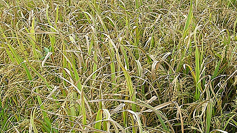 Phòng trừ bệnh bạc lá hại lúa