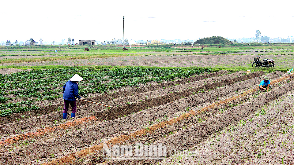 Triển khai kế hoạch sản xuất vụ đông và phát động chiến dịch làm thủy lợi nội đồng