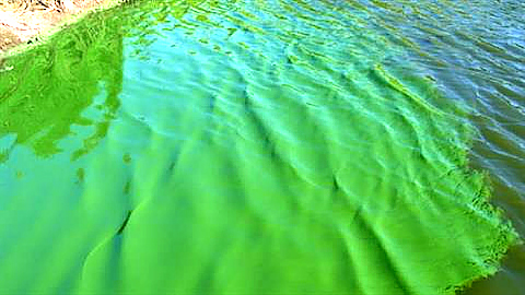 Ao nổi nhiều váng xanh