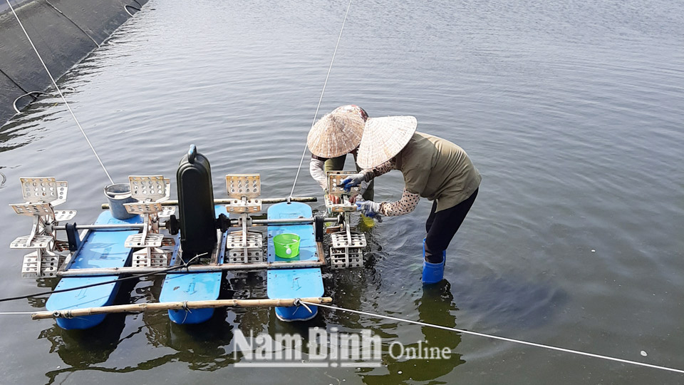 Hiệu quả từ mô hình nuôi tôm siêu thâm canh bảo vệ môi trường