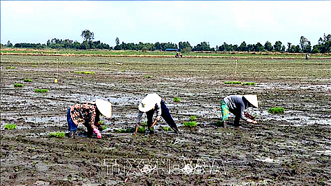 Cấp nước cho vụ Đông Xuân 2020 gặp nhiều khó khăn