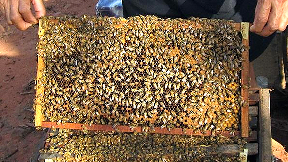 Kỹ thuật tạo ong chúa