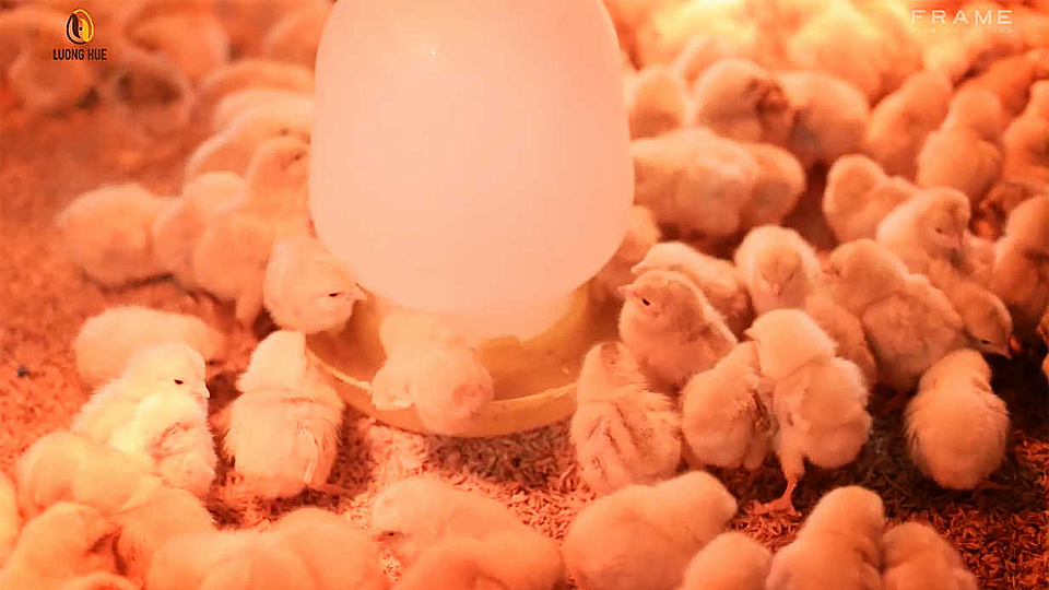 Độ thông thoáng và mật độ úm gia cầm