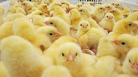 Kỹ thuật chăm sóc và phòng bệnh