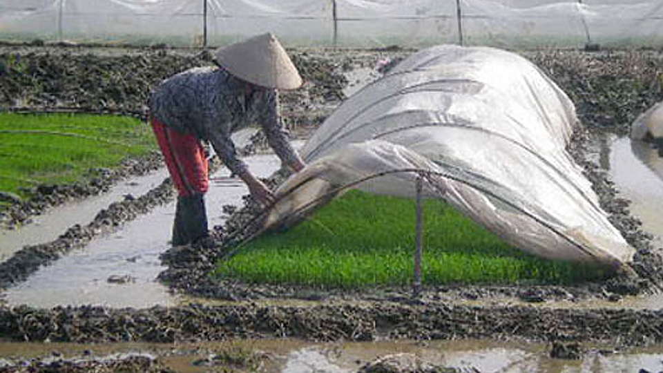 Kỹ thuật gieo mạ xuân