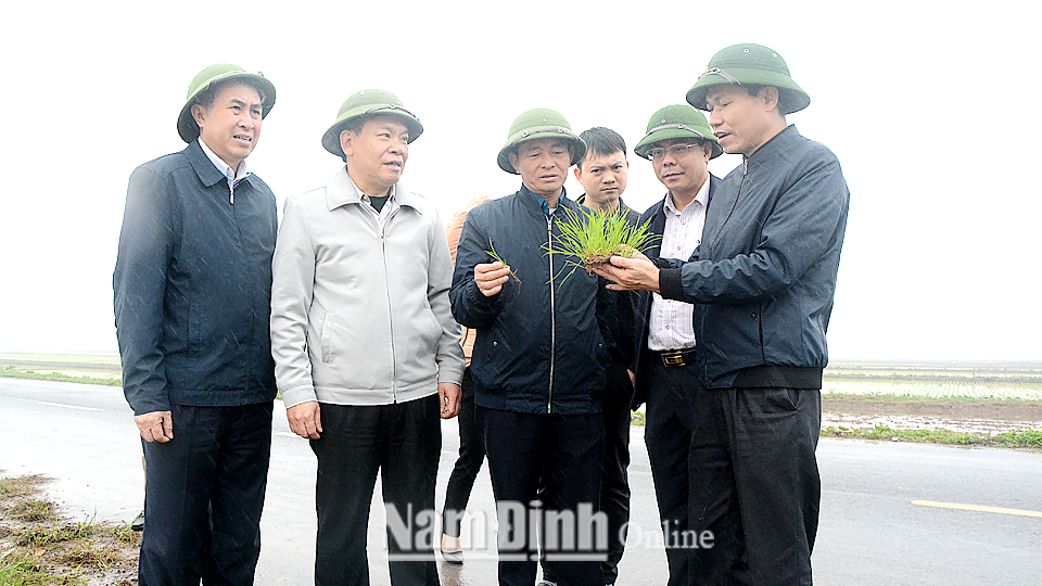 Đồng chí Phó Chủ tịch UBND tỉnh kiểm tra công tác gieo cấy lúa xuân