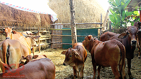 Phòng bệnh động vật