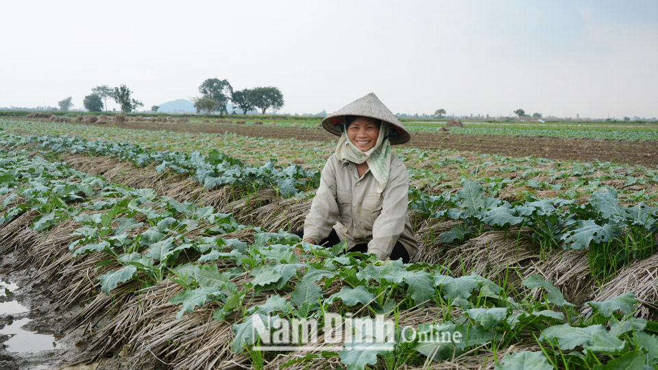 Ý Yên phát triển sản xuất vụ xuân hàng hóa