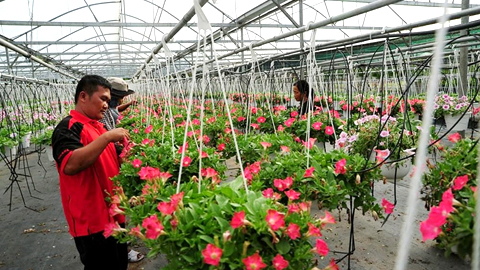 Đà Nẵng: Đẩy mạnh cơ cấu lại ngành nông nghiệp theo hướng ứng dụng công nghệ cao