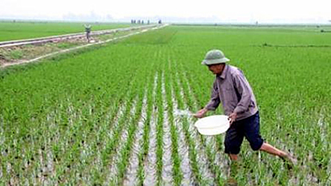 Tập trung chăm sóc, bảo vệ lúa và rau màu vụ xuân