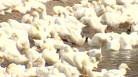 10 tỉnh, thành phố đã có dịch cúm gia cầm​