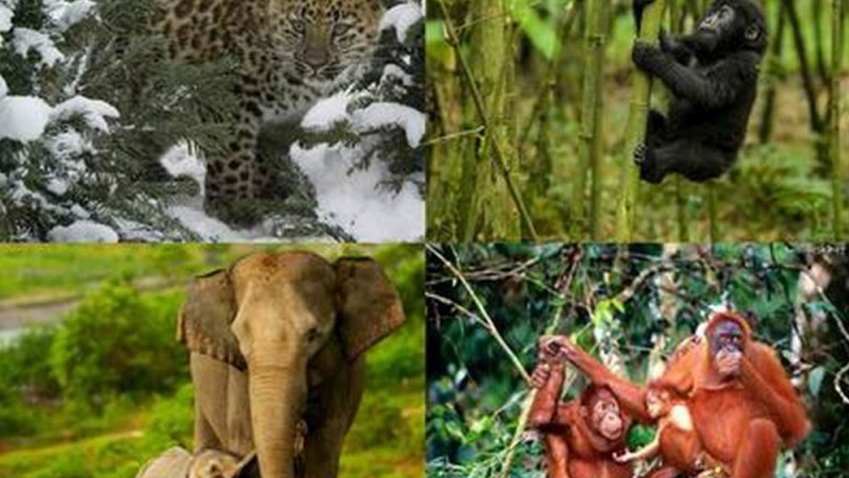 Tăng cường thực hiện chính sách pháp luật bảo vệ động, thực vật hoang dã, quý hiếm