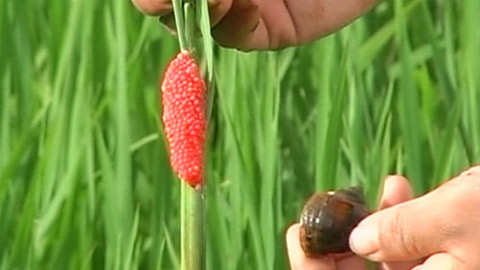 Toàn tỉnh thu gom gần 30 nghìn kg ốc bươu vàng