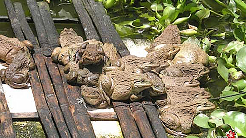 Kỹ thuật sản xuất ếch giống (kỳ 1)